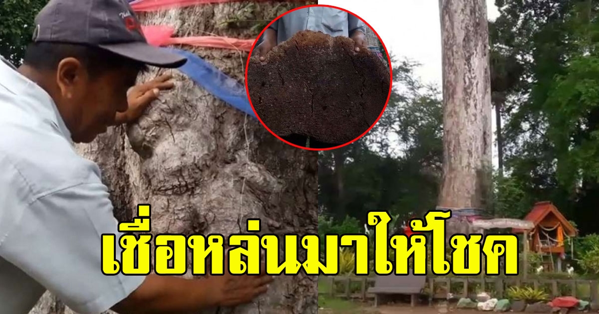 ลุงคนดูแลไปรษณีย์ ทำความสะอาดรอบต้นยางอายุ250ปี ก่อนเจอหลุ่มมาเต็มๆ