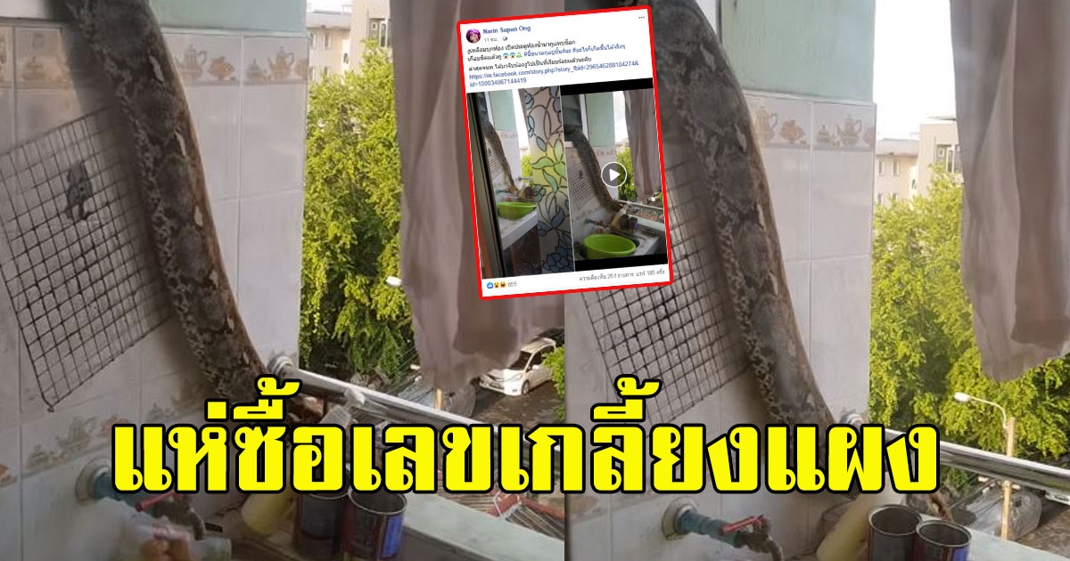 หนุ่มได้ยินเสียงในห้องน้ำรีบไปเปิดดู แทบยืนไม่อยู่เมื่อเห็นตัวการขนาดใหญ่ แห่ซื้อเลขเกลี้ยงแผง