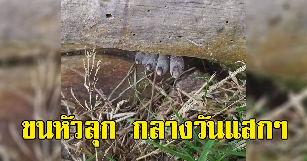 หนุ่มก้าวขาไม่ออก เดินเข้าป่า หันไปเห็นคล้ายนิ้วเท้าเด็กโผล่ออกมาใต้ขอนไม้