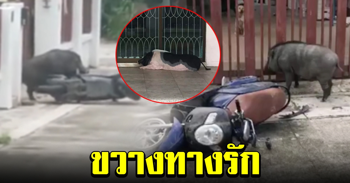 หมูป่าโมโห คนปิดประตู ไม่ให้เข้าไปหาหมูแคระแฟนสาว ทำลาย จยย.พังยับ