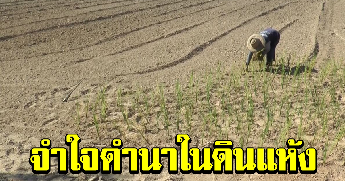 ชาวนาจำใจ ปักดำข้าวในดินแห้ง