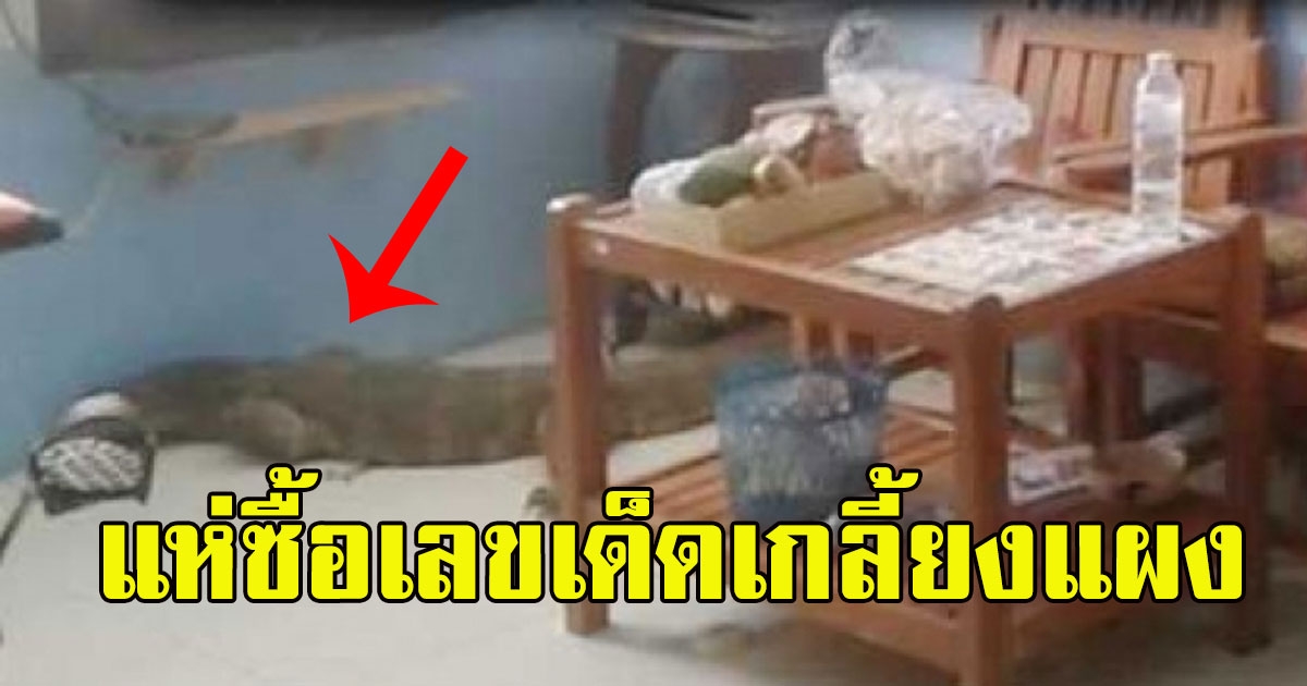 หนุ่มมือไม้สั่น นึกว่าไอเข้ยักษ์วิ่งเข้าบ้าน ก่อนดูชัดๆแห่ซื้อเลขเด็ดเกลี้ยงแผง