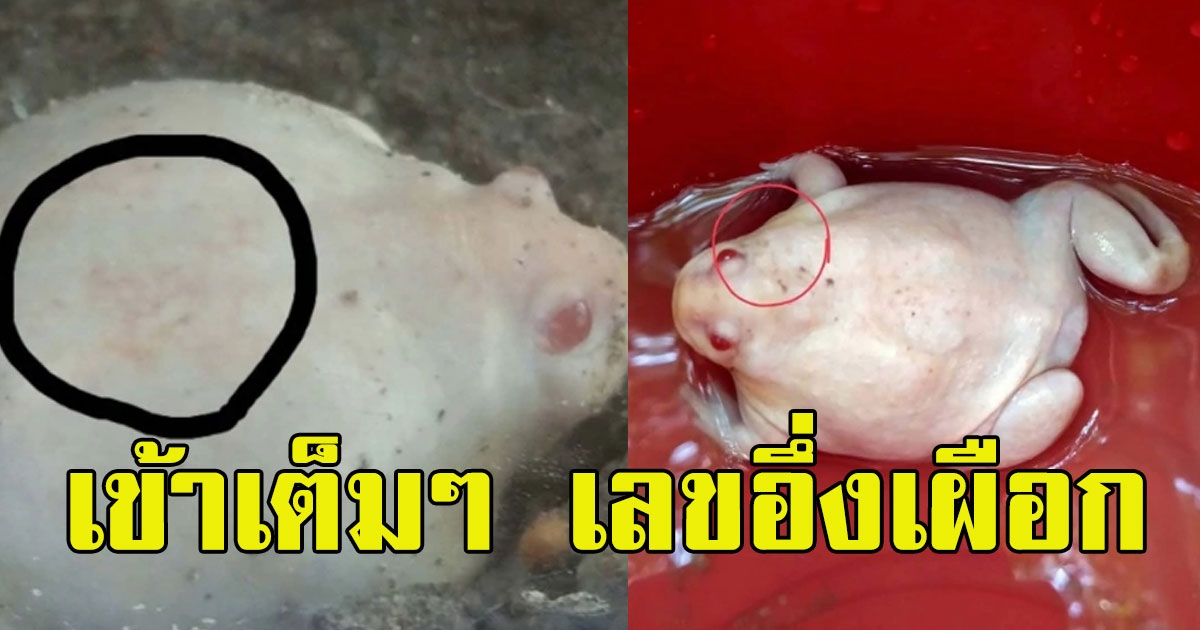 เข้าเต็มๆ เลขอึ่งเผือก ให้โชคถูก 3 งวดซ้อนแล้ว