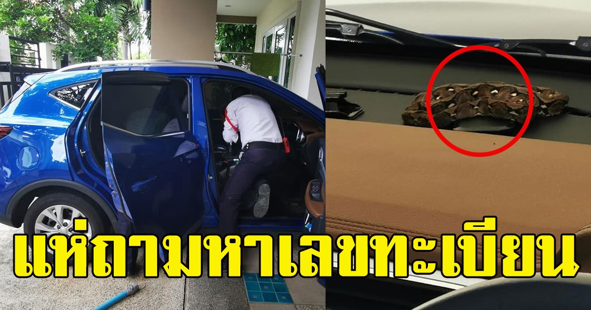 หนุ่มตกใจ เจองูตัวใหญ่ ขดอยู่คอนโซลหน้าโซเชียลแห่ถามหาเลขทะเบียน