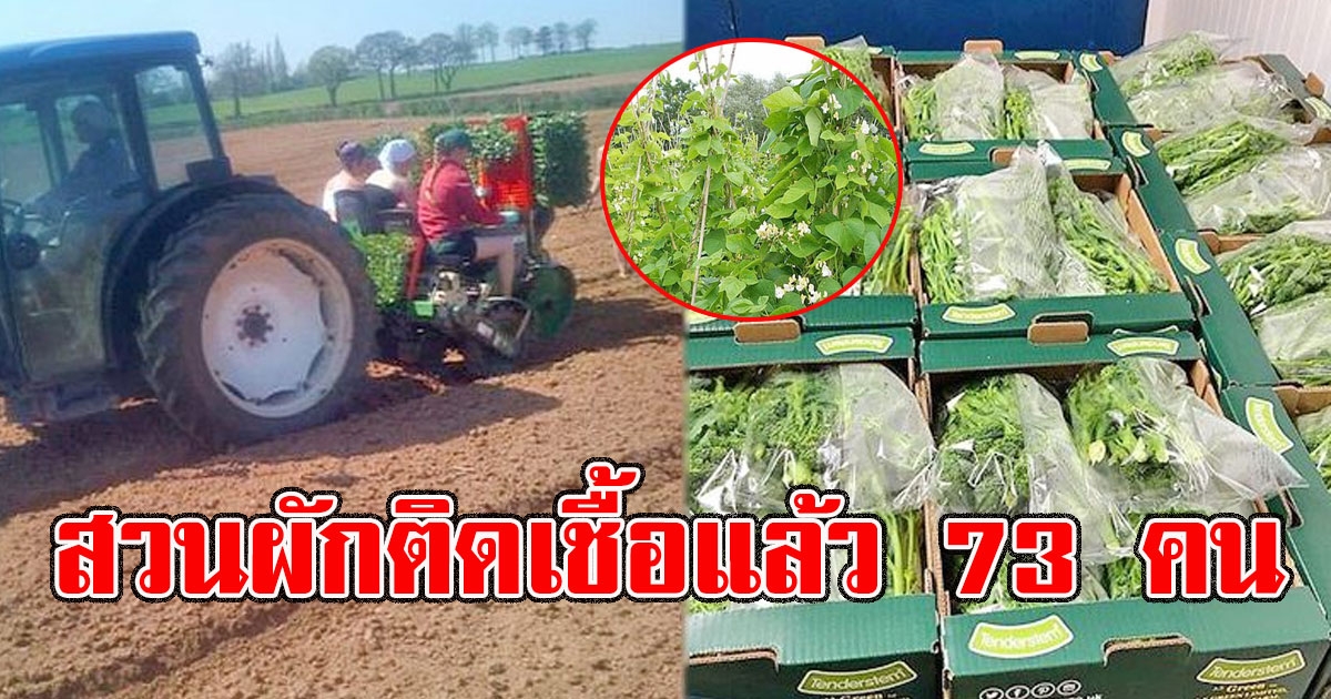 อังกฤษผวาหนักคนงาน สวนผัก ติดเชื้อแล้ว 73 คน กักอีก 200 คน