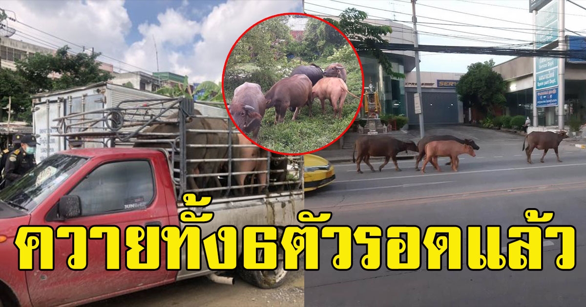 รอดแล้ว ควายหนีโรงเชือด หลงกลางกรุงฯ