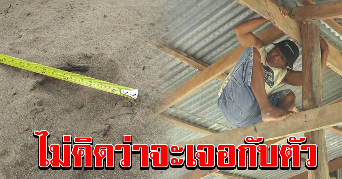 หนุ่มไปตรวจไร่มัน