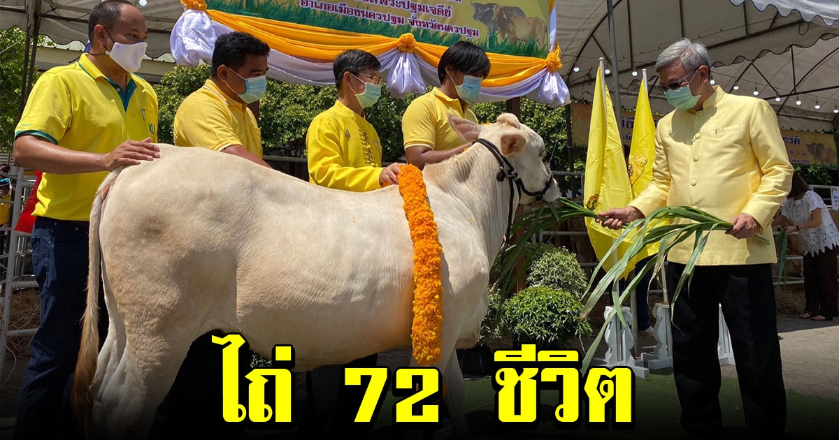 นครปฐม ไถ่ชีวิตโค กระบือ 72 ตัว เฉลิมพระเกียรติ ถวายเป็นพระราชกุศลแด่พระบาทสมเด็จพระเจ้าอยู่หัว