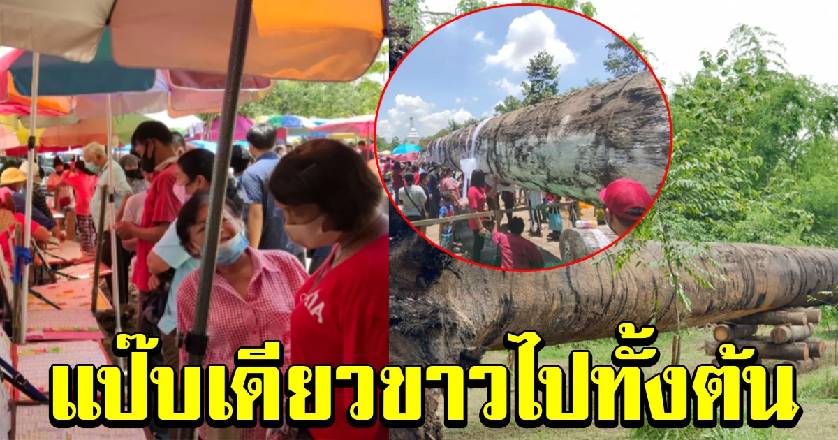 มหาชนแห่ชม ตะเคียนทองยักษ์