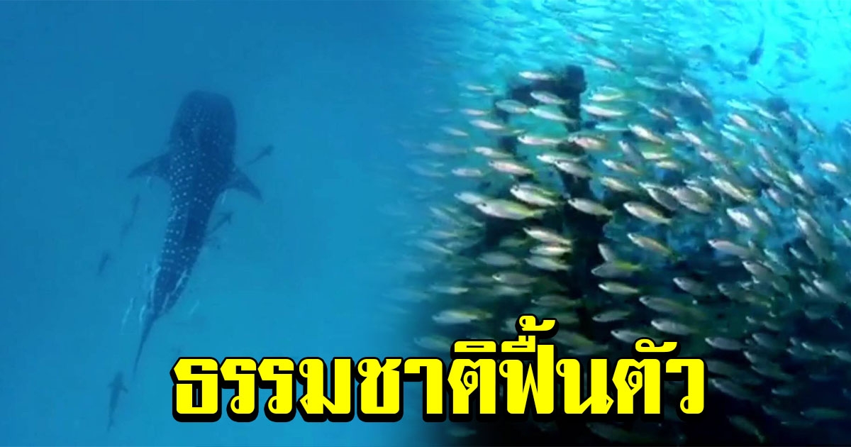 นักดำน้ำฮือฮา เกาะพีพี พบฝูงปลามากมาย หลังธรรมชาติฟื้นตัว