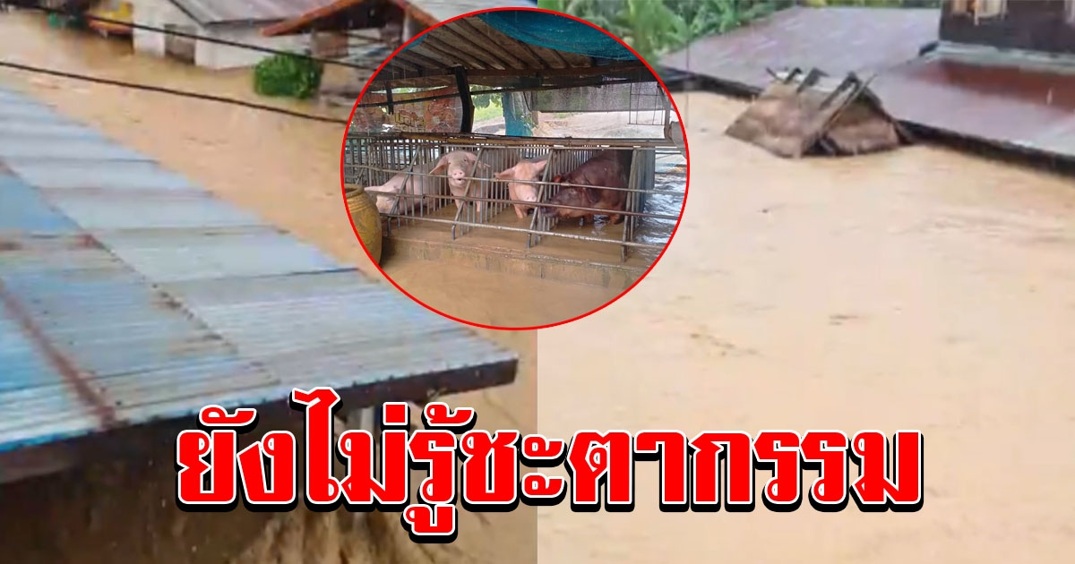 สุดสงสาร หมูนับ 100 ตัว โดนน้ำท่วม ยังไม่ทราบชะตากรรม ชาวบ้านขอความช่วยเหลือ