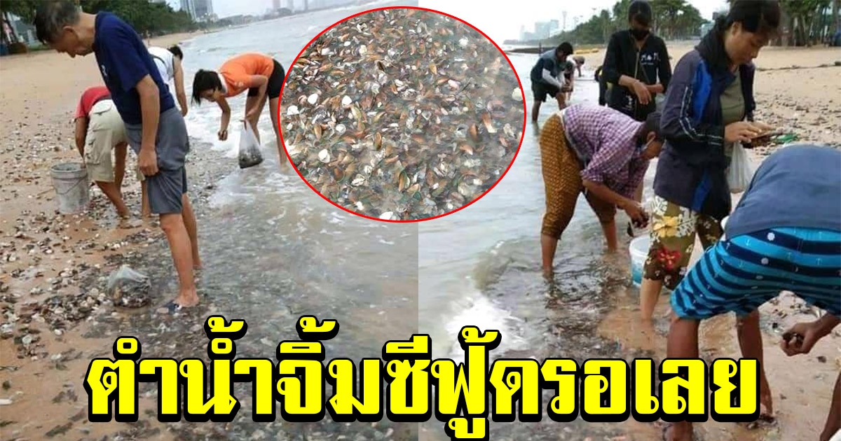 ชาวบ้านฮือฮา พบหอยแมลงภู่เกยหาด แห่เก็บมากินกันคึกคัก