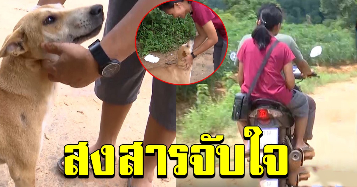 เจอแล้ว เจ้าปลาส้ม สุนัขตัวโปรดน้องชมพู่