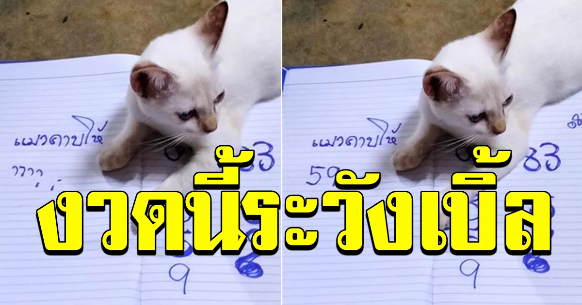 แมวจับเลขให้ 16 สิงหาคม 63