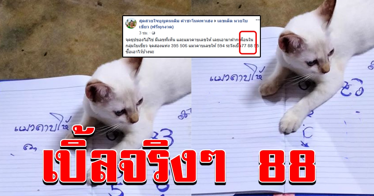 เลขแมวจับให้ ถูกจริงๆ