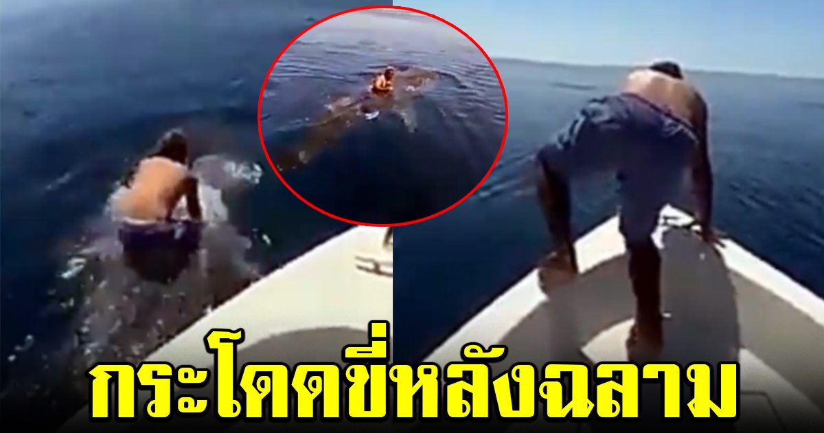 วิจารณ์สนั่นทั่วโลก หนุ่มกระโดดขี่หลังฉลามวาฬ