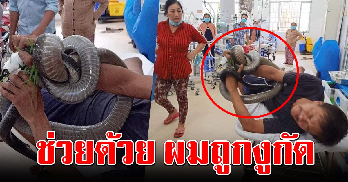 แตกตื่นทั้ง รพ.หนุ่มใจเด็ด ถูกงูจกอางกัด รีบคว้างูมาหาหมอ