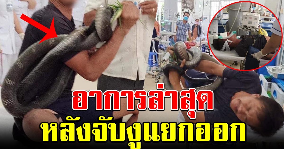 อาการล่าสุด หนุ่มใจเด็ดถูกงูกัด หลังจับงูแยกออก