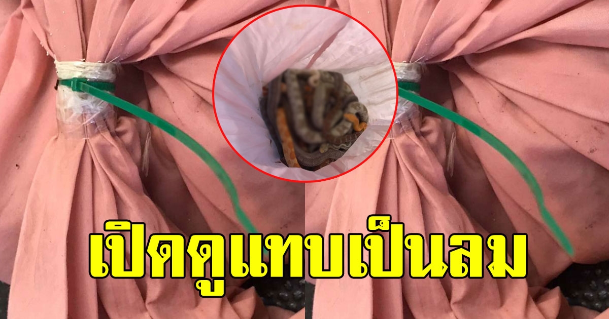 ชาวบ้านสงสัย เจอปลอกหมอนขยับได้อยู่ในถังขยะ ตัดสินใจเปิดออกดู