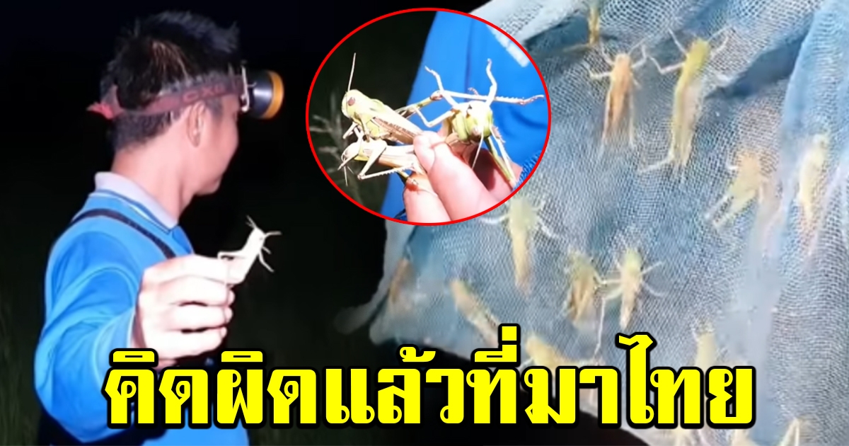 ตั๊กแตนปาทังกาบุกโคราช ชาวบ้านไม่พลาด จับทอดทันที