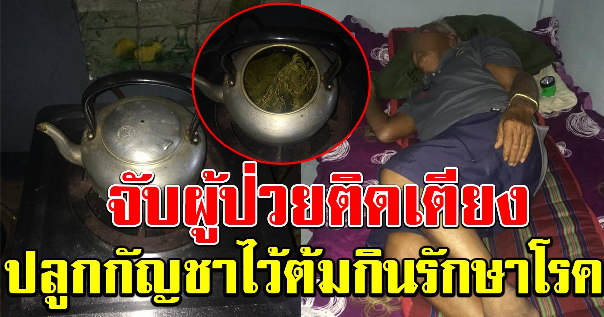 วิจารณ์สนั่น ตำรวจจับกุมผู้ป่วยติดเตียง หลังปลูกกัญชาไว้ต้มกินรักษาโรค