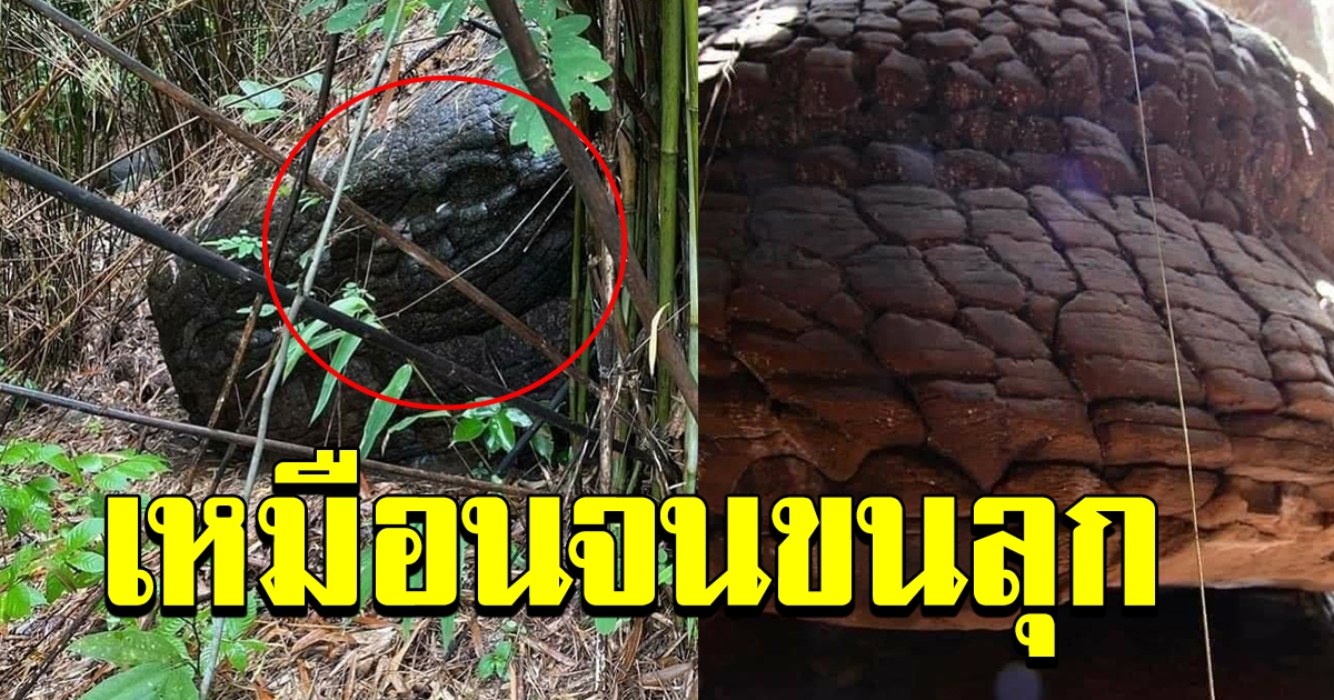 ฮือฮา กับการเจอหินลักษณะคล้าย หัวงูขนาดใหญ่ มีปาก มีตาเพิ่มอีกจุด ทั้งลายเกล็ดสมบูรณ์ ครบถ้วน