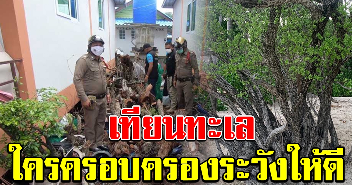 ต้น เทียนทะเล ราคาสูงถึงหลักล้าน ใครลักลอบขุดตัด มีความผิด