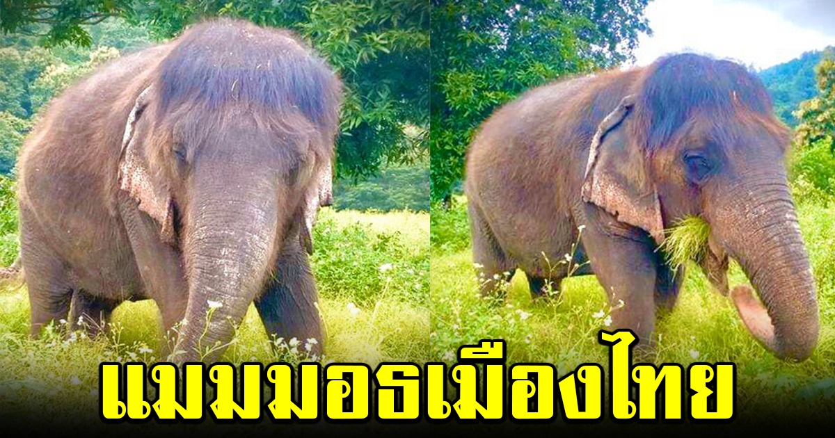 ฮือฮา ช้างป่าแม่แตง เปรียบดั่งแมมมอธเมืองไทย