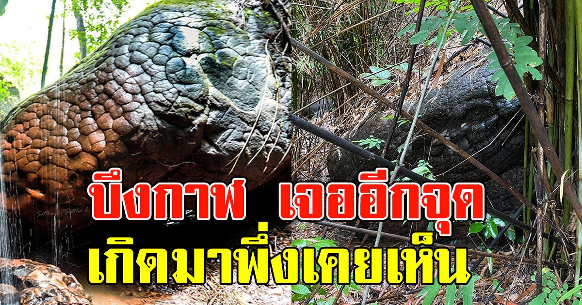 บึงกาฬเจออีกจุด หินหัวงูยักษ์ มีตา ปาก ลายเกล็ด