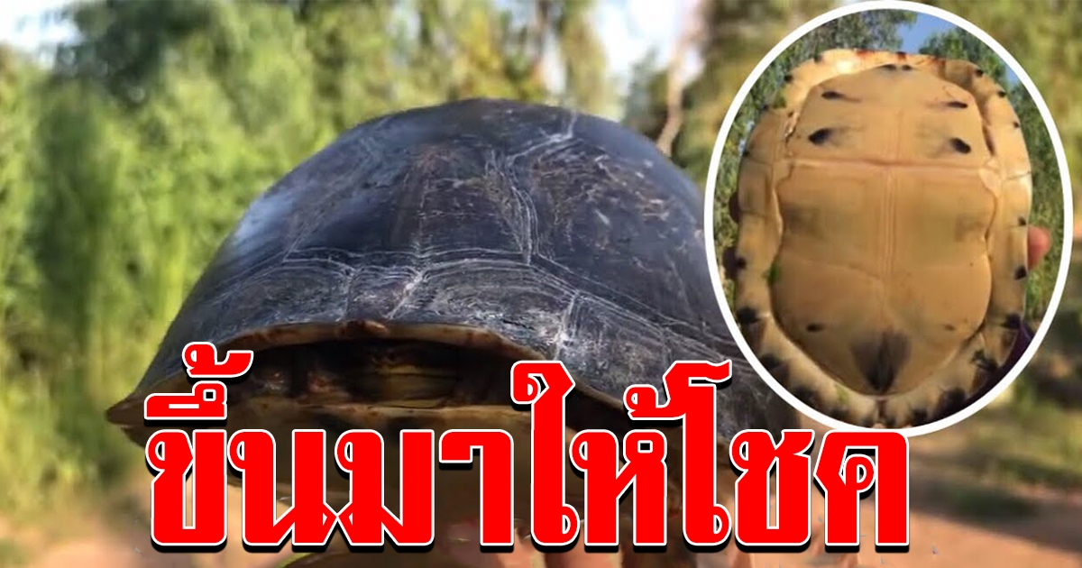 เต่าคลาน ออกจากจำศีล ขึ้นมาให้โชค เลขชัดมาก ห้ามพลาด งวด 1 กย 63