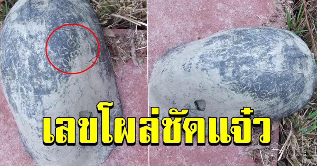 สองตา สูบน้ำอยู่หลังวัด อยู่ๆเต่ายักษ์โผล่ให้โชค เลขโผล่ 3 ตัวชัดแจ๋ว งวดนี้มาแน่