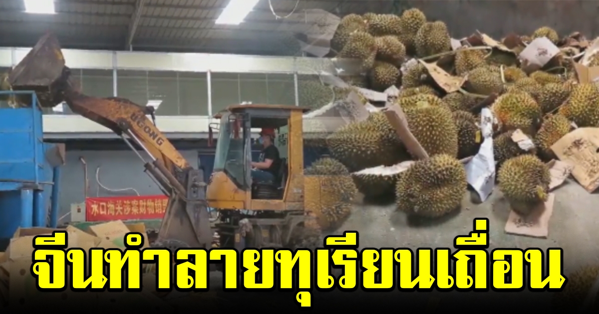 จีนทำลายทุเรียนเถื่อน ลักลอบนำเข้า ลั่น อนุญาตเฉพาะของไทย มาเลเซีย