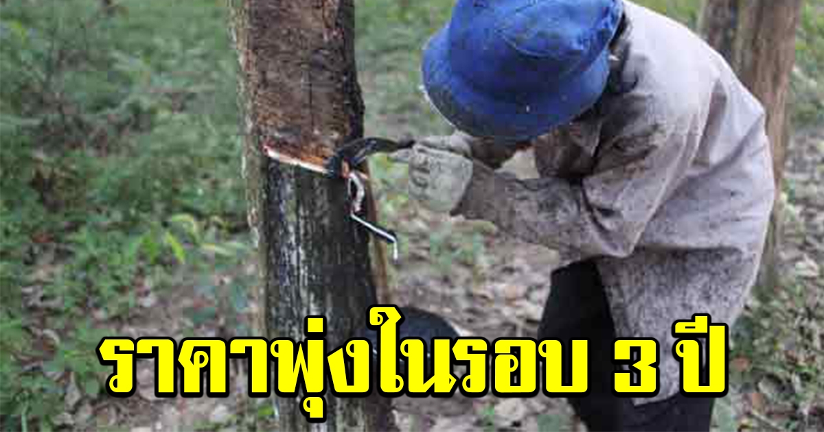 รัฐฯสุดปลื้ม เผยราคายาง พุ่งสูงเป็นครั้งแรก ในรอบกว่า 3 ปี