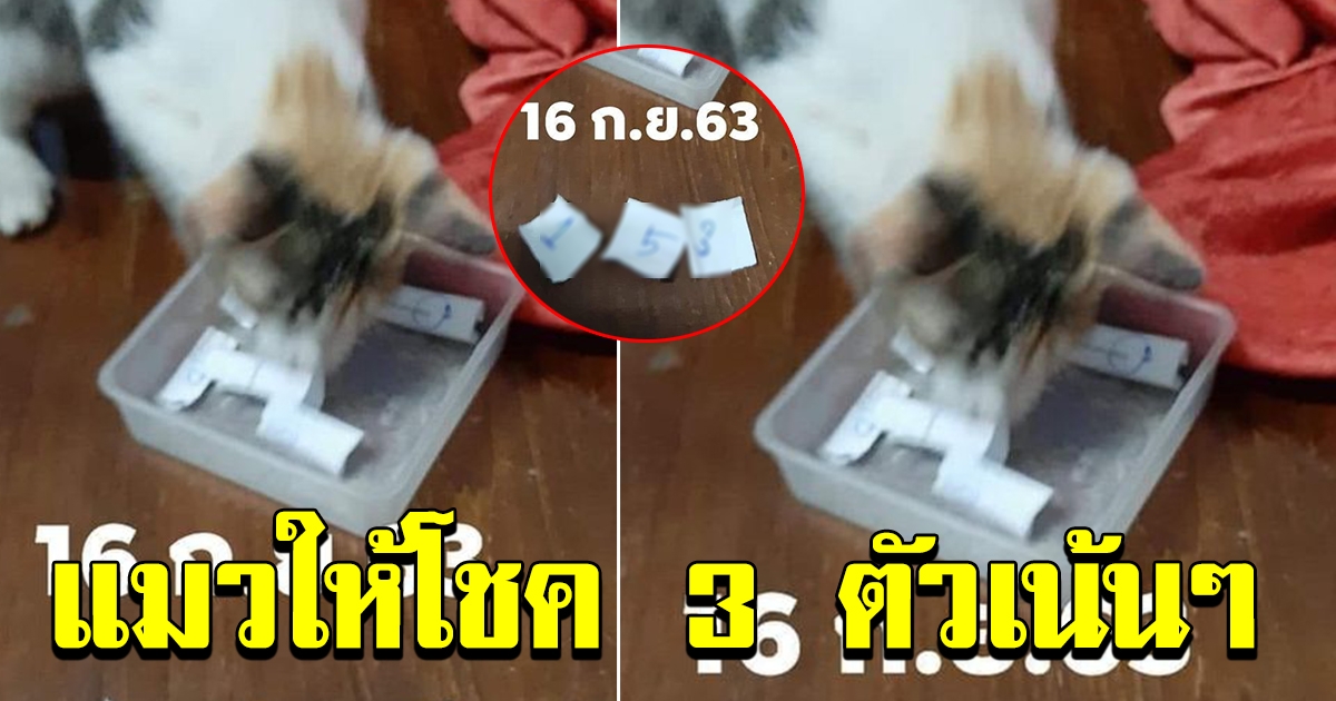 แมวจับเลขให้ 16 กย 63