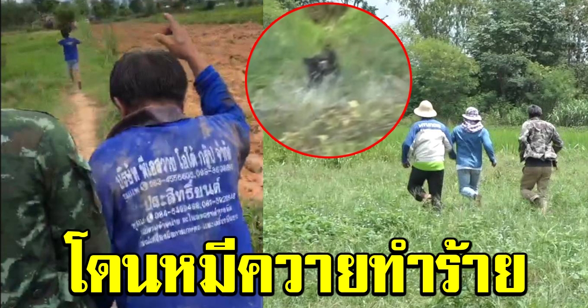 ระทึก หมีควายไล่ทำร้ายกำนัน ชาวบ้านบาดเจ็บ