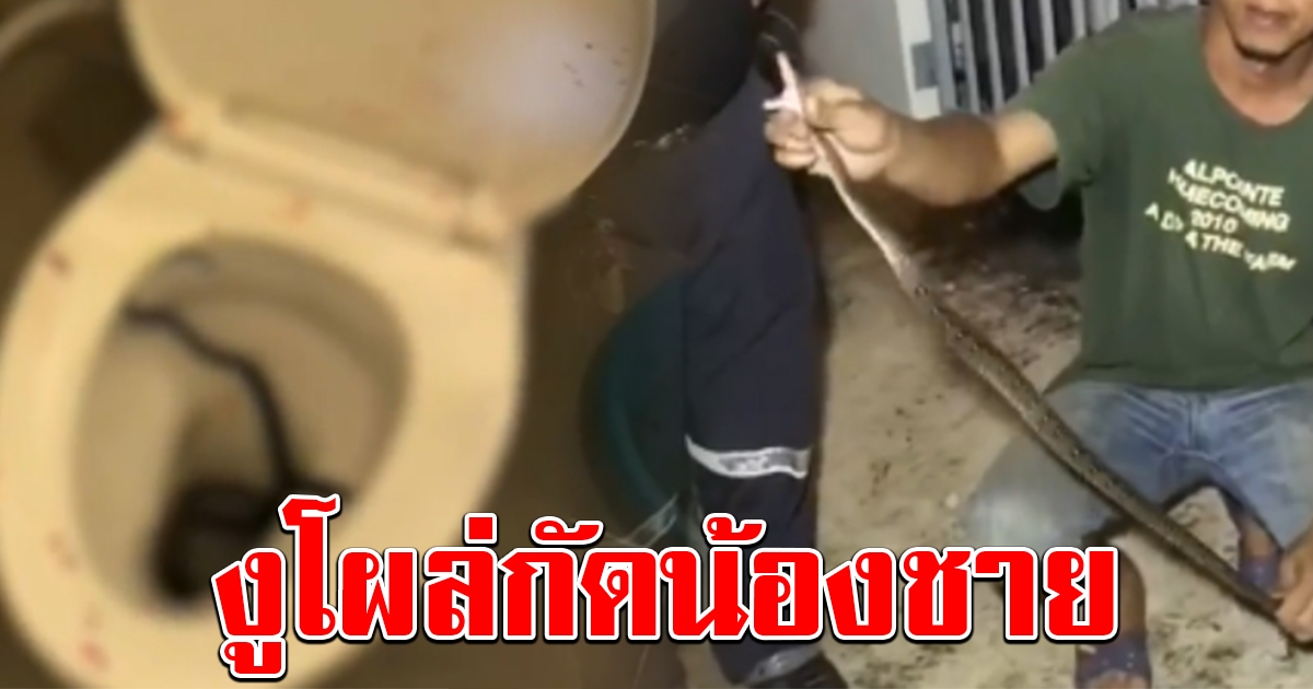 หนุ่มวัย 18 ร้องลั่น งูโผล่ชักโครก กัดน้องชาย
