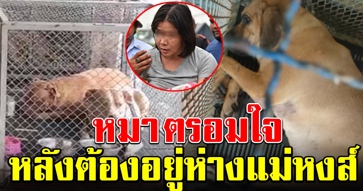 สุนัขพิทบูล ตรอมใจ หลังห่างแม่หงส์