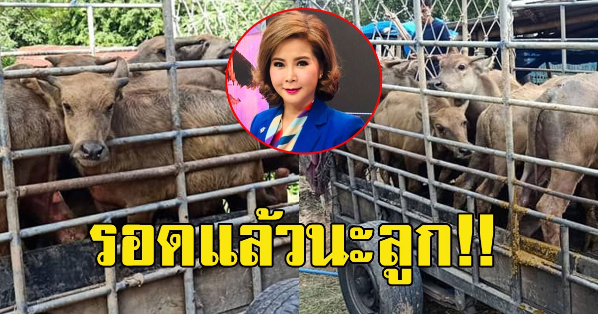 ต๊ะ นารากร รวบรวมเงินบริจาค 2 แสน นำไปไถ่ชีวิตลูกควาย 12 ตัว