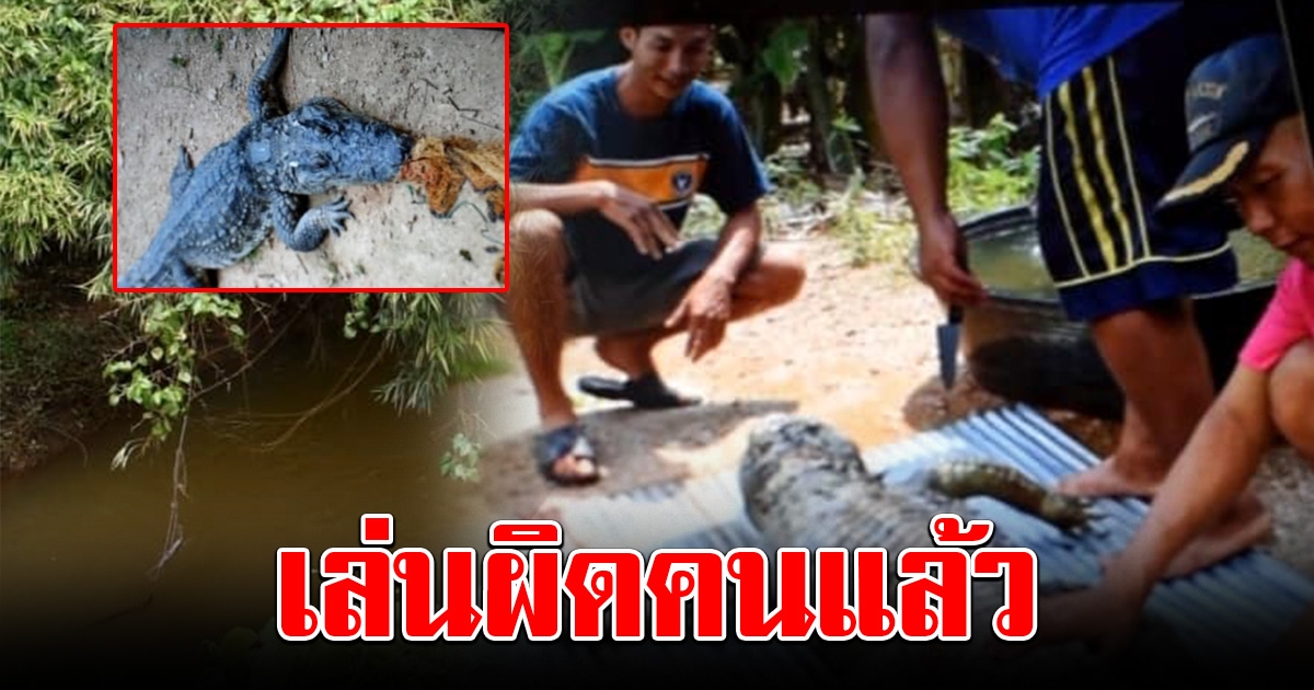 หนุ่มระยอง ถูกจระเข้ลากลงน้ำต่อหน้าเพื่อน สุดท้ายคดีพลิก ถูกจับกินล้างแค้น