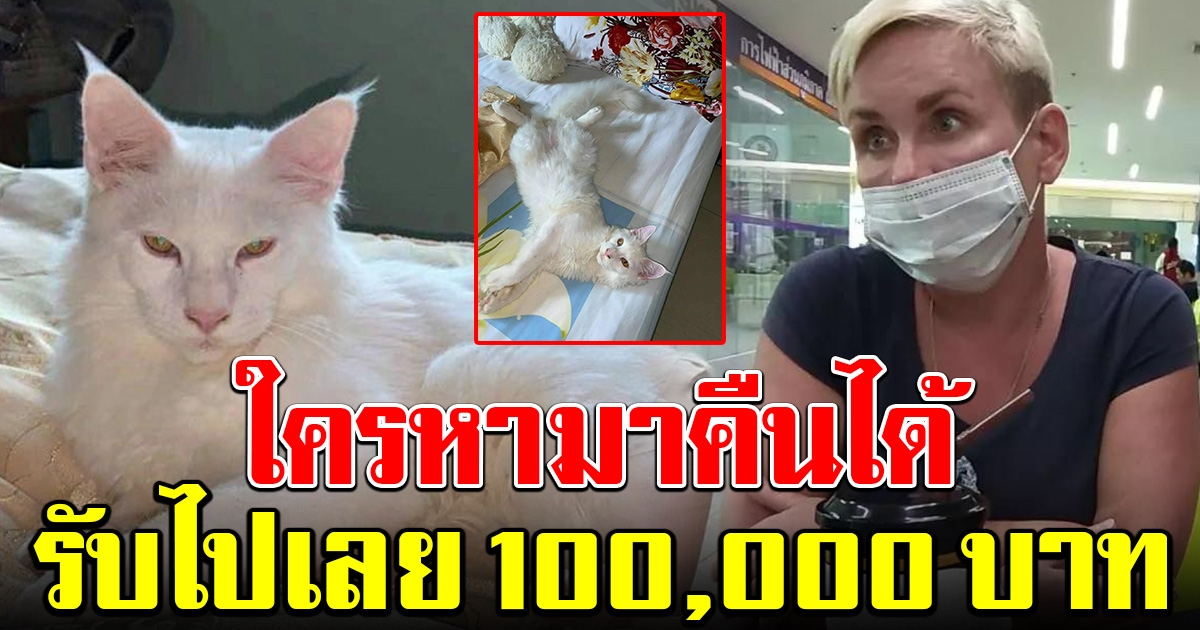 แหม่มสาว ทำแมวหายที่ไทย ใครเจอแล้วเอามาคืน รับไปเลย 100,000
