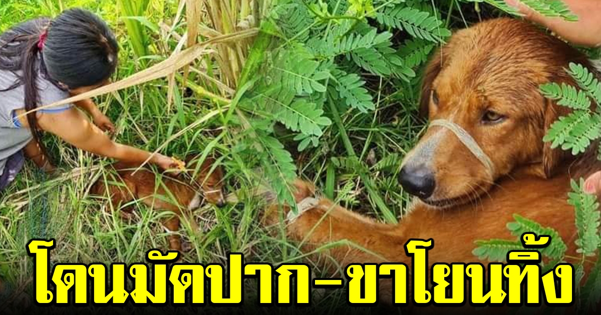 คนใจร้าย มัดปาก มัดขาเจ้าตูบ โยนทิ้งไว้ข้างถนน