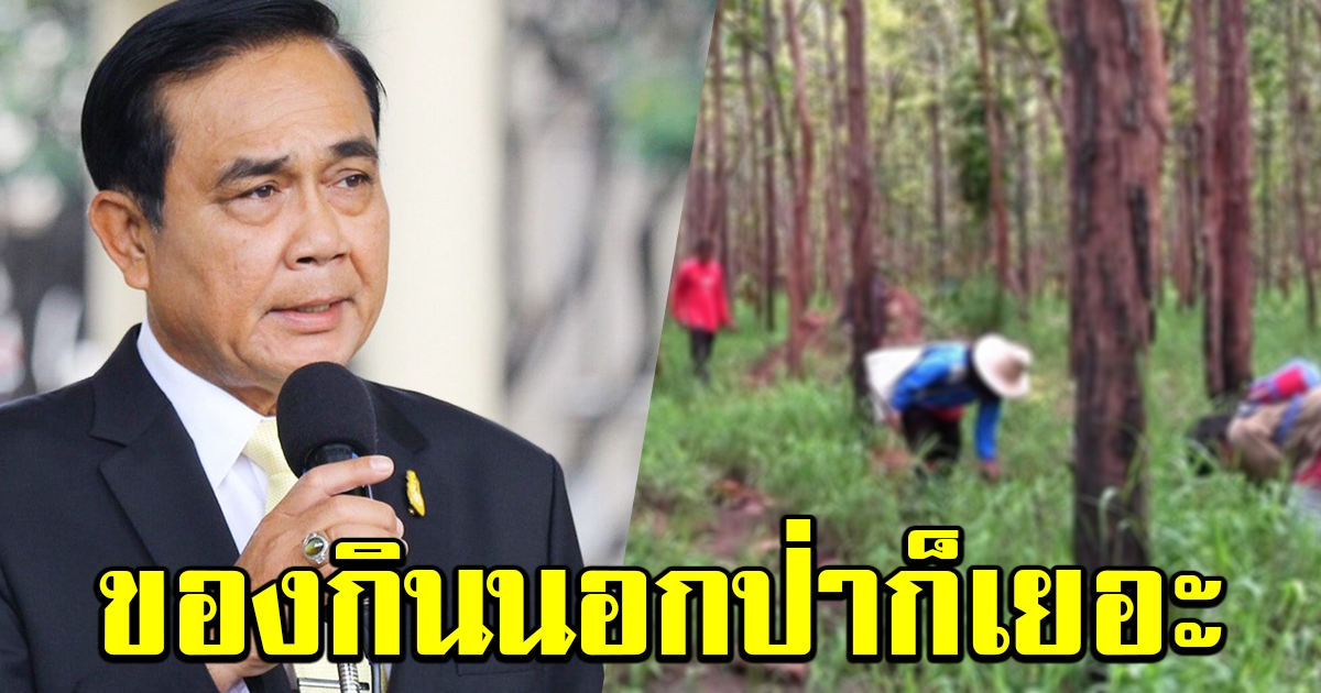 นายกฯ ขอชาวบ้าน หยุดเข้าป่าไปหาเห็ด ล่าสัตว์ ชี้ ของกินนอกป่ามีเยอะ