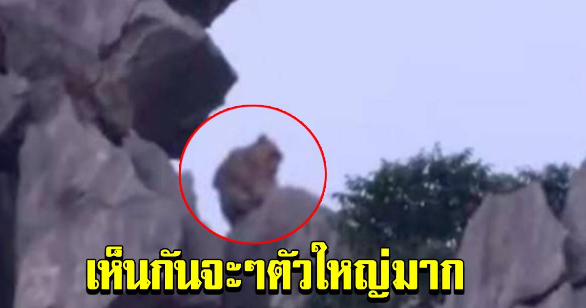 ชาวบ้านเห็นตัวแล้ว ลิงยักษ์ พญาวานร สิ้นข้อสงสัย มีจริงๆ