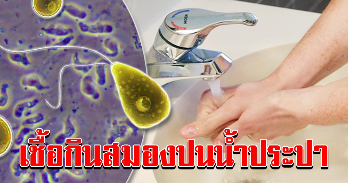 แตกตื่น อะมีบากินสมอง เตือนภัยใช้น้ำประปา แนะต้มก่อน