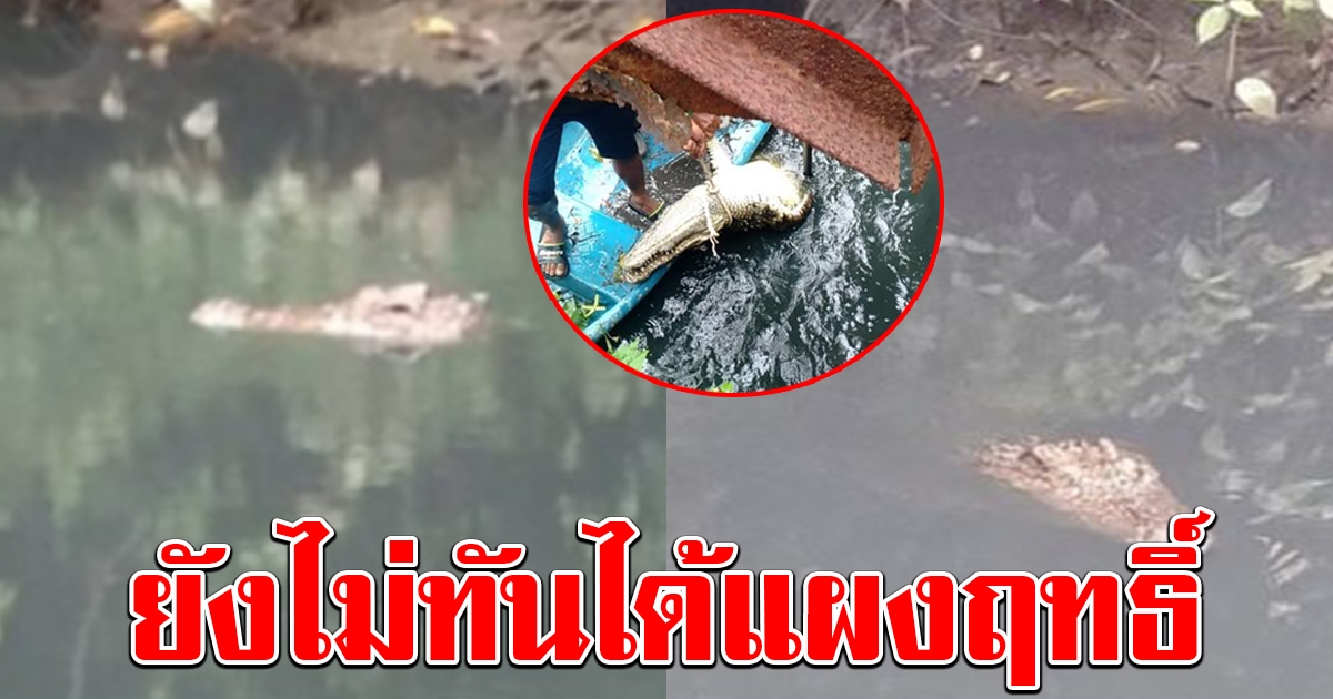 ชาวบ้านผวา พบจระเข้ลอยคอในคลอง ยังไม่ทันได้กัดใคร ถูกยิงดับแล้ว