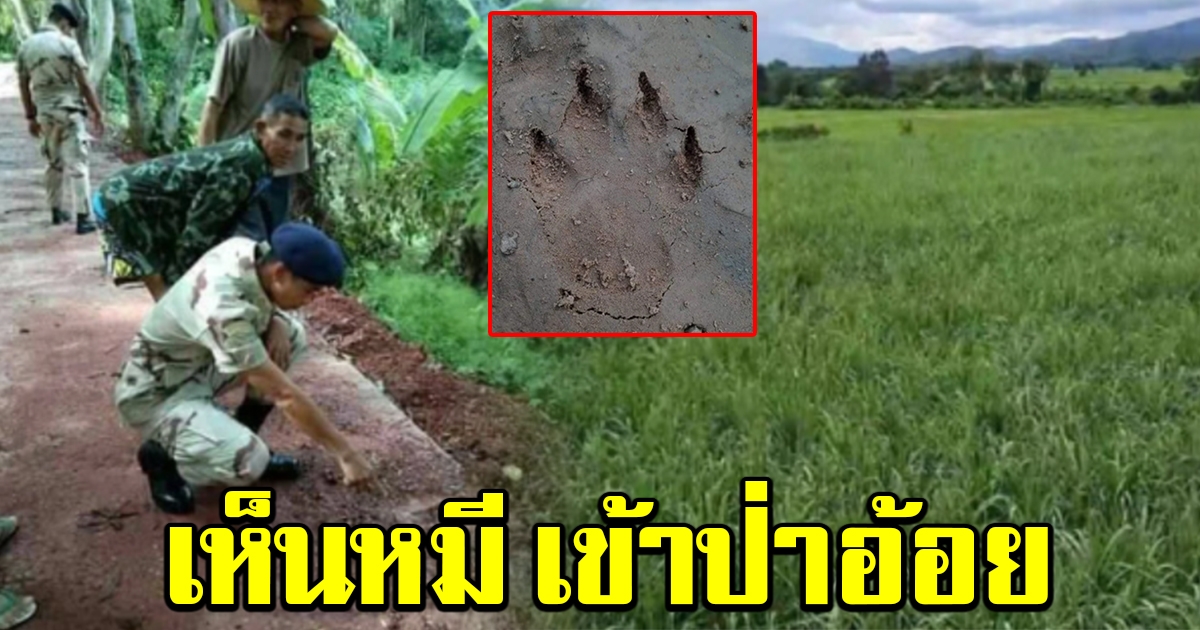 ชาวบ้านแตกตื่น พบหมีแม่ลูกอ่อน โผล่เดินหากินในวัดของหมู่บ้าน