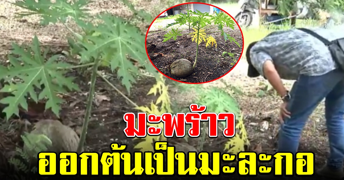 ชาวบ้านฮือฮา พบมะพร้าว งอกเป็นต้นมะละกอ