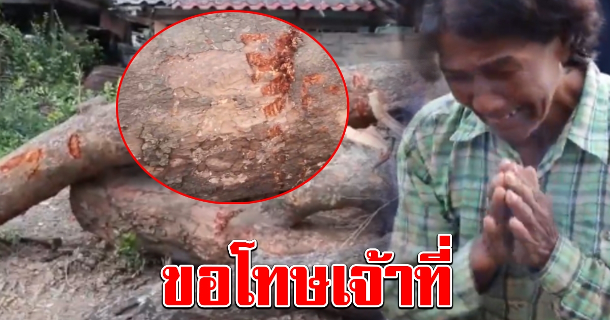 ยายร่ำไห้ เห็นหน้าคนแก่โผล่ต้นสะตือ อายุกว่า 100 ปี เชื่อ เจ้าที่ไม่อยากไป