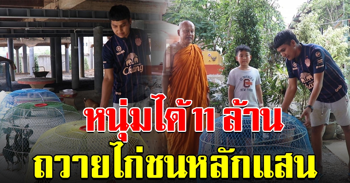 หนุ่มได้ 11 ล้าน นำไก่ มูลค่าหลักแสน มาถวายที่วัด