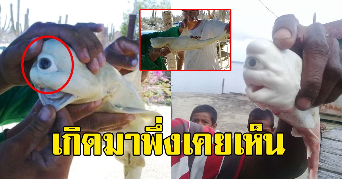 ชาวบ้านยังแปลกใจ พบลูกฉลามเผือก ก่อนสังเกตุที่ตา เกิดมาพึ่งเคยเห็น